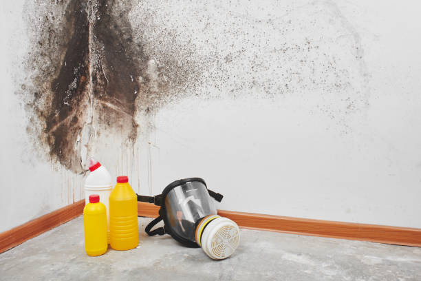 Best Fast Mold Removal  in Wyndham, VA