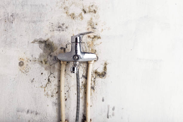 Best Mold Removal Near Me  in Wyndham, VA