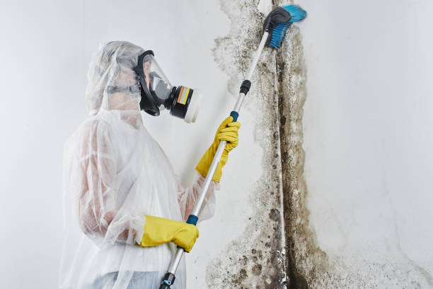 Best Emergency Mold Removal  in Wyndham, VA