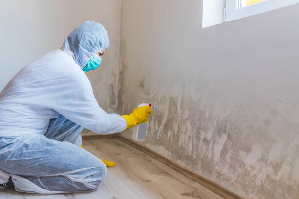 Best Attic Mold Removal  in Wyndham, VA