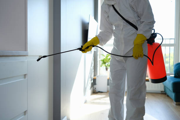 Best Black Mold Removal  in Wyndham, VA