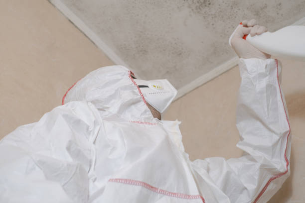 Best Mold Remediation  in Wyndham, VA