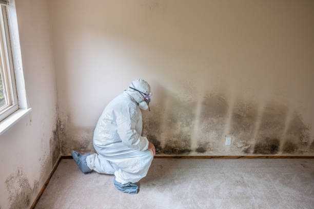 Best Toxic Mold Removal  in Wyndham, VA