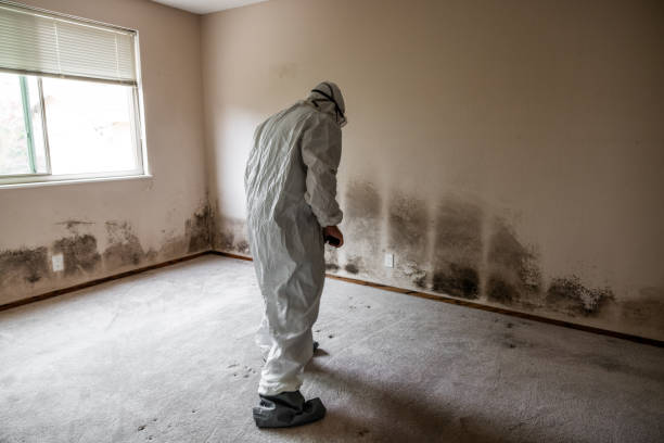 Best Crawl Space Mold Removal  in Wyndham, VA