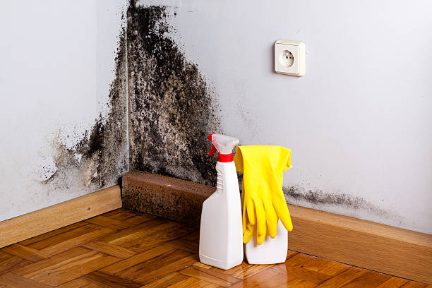 Best Mold Removal Company Near Me  in Wyndham, VA