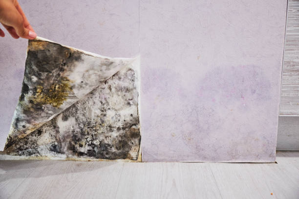 Best Mold Damage Repair  in Wyndham, VA